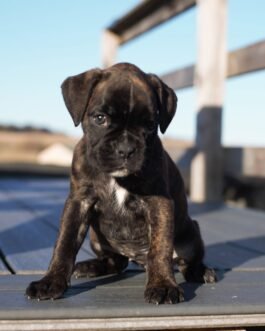 Boxer Puppies